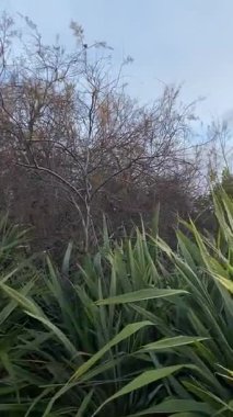 Buenos Aires parkında bir kuş daldan dala atlıyor.