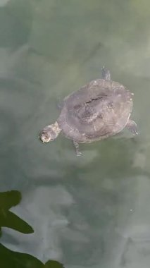 Buenos Aires Ecopark 'ta su kaplumbağası (Phrynops joy ii)