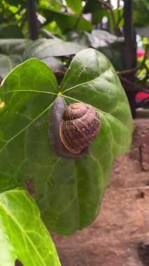 Yağmurdan sonra ıslak bir yaprağın üzerindeki salyangozun yakın çekimi, kabuk detaylarını ve balçık izlerini gösteriyor.