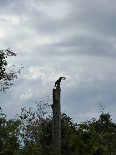Toco Toucan, Arjantin, Puerto Iguaz 'da ölü bir palmiye ağacına tünemişti..