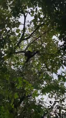 Siyah Capuchin Maymunu Puerto Iguaz 'daki yağmur ormanlarında sallanıyor..