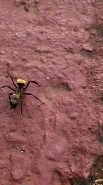 Altın marangoz karınca (Camponotus sericeiventris) olarak da bilinen pırıl pırıl altın karın bölgesindeki eşsiz büyük bir karıncanın makro çekimi, Misiones yağmur ormanlarında bulunur..