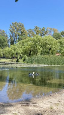 Önünde ördekler yüzen Tajamar rezervuarının huzurlu manzarası ve parlak mavi gökyüzünün altında ikonik El Tajamar saat kulesi.