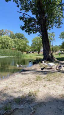 A serene view of the Tajamar reservoir with ducks swimming in the foreground and the iconic El Tajamar clock tower in the background under a bright blue sky