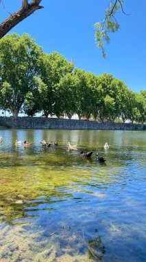 Önünde ördekler yüzen Tajamar rezervuarının huzurlu manzarası ve parlak mavi gökyüzünün altında ikonik El Tajamar saat kulesi.
