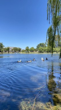 Önünde ördekler yüzen Tajamar rezervuarının huzurlu manzarası ve parlak mavi gökyüzünün altında ikonik El Tajamar saat kulesi.
