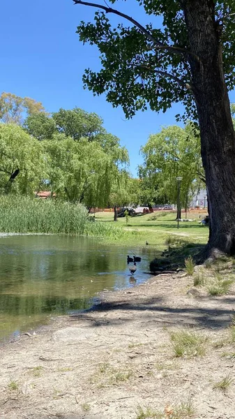 Önünde ördekler yüzen Tajamar rezervuarının huzurlu manzarası ve parlak mavi gökyüzünün altında ikonik El Tajamar saat kulesi.