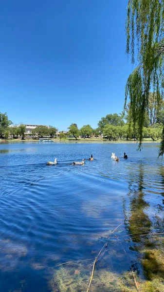 Önünde ördekler yüzen Tajamar rezervuarının huzurlu manzarası ve parlak mavi gökyüzünün altında ikonik El Tajamar saat kulesi.