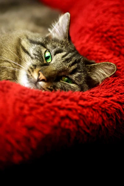 Сверхудобная кошка на мягком красном одеяле — стоковое фото