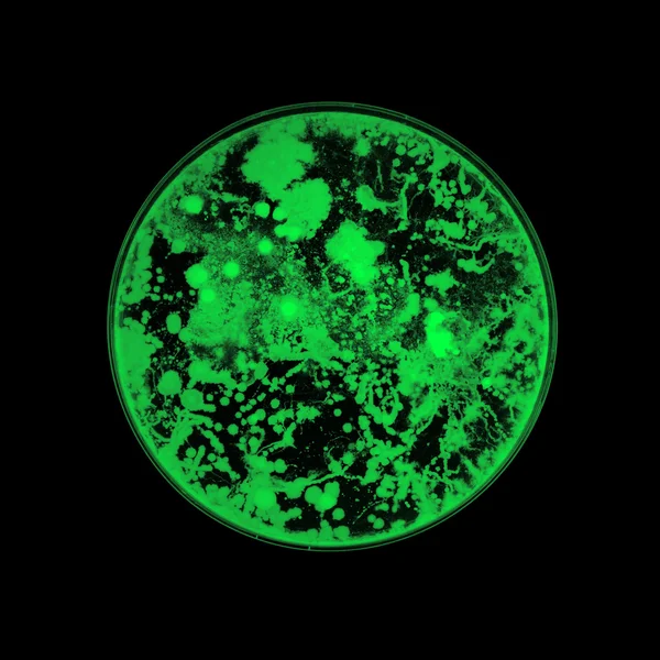 Bacteria growing in a petri dish — Stock Photo, Image