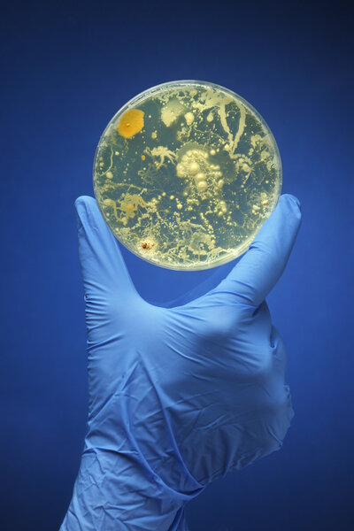 Gloved hand holding bacteria growing in a petri dish