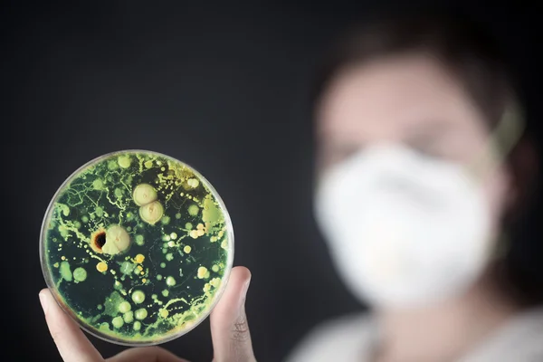Examining bacteria in a petri dish — Stock Photo, Image