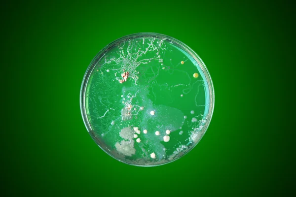 Bacteria growing in a petri dish — Stock Photo, Image