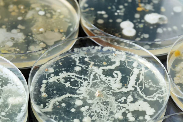 Bactérias crescendo em placas de Petri — Fotografia de Stock