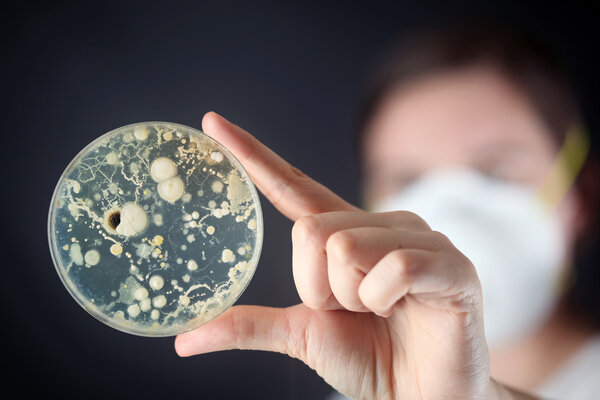 Examining bacteria in a petri dish