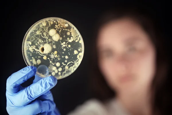 Examining bacteria in a petri dish — Stock Photo, Image