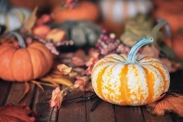 Autumn Pumpkins Gourds Background — Stock Photo, Image