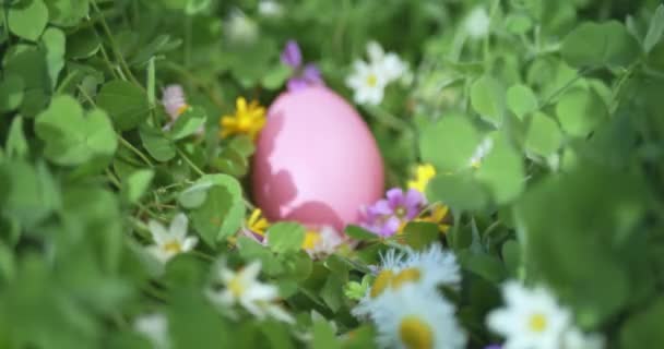 Verborgen Paaseieren Tuin Vol Bloemen — Stockvideo