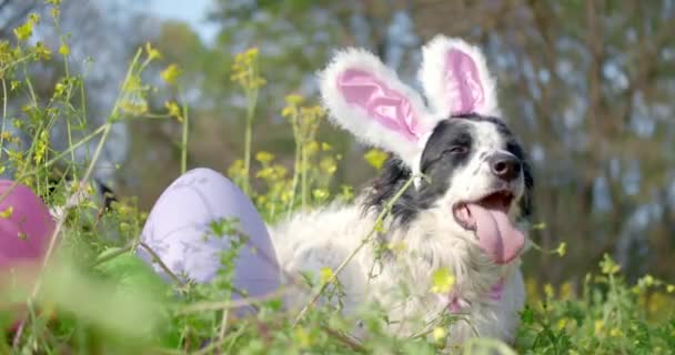 Dyszący Graniczny Pies Collie Noszący Różowe Królicze Uszy Wielkanoc Poza — Wideo stockowe