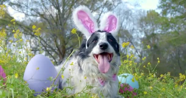 Panting Border Collie Dog Wearing Pink Bunny Ears Easter Laying — Stock Video