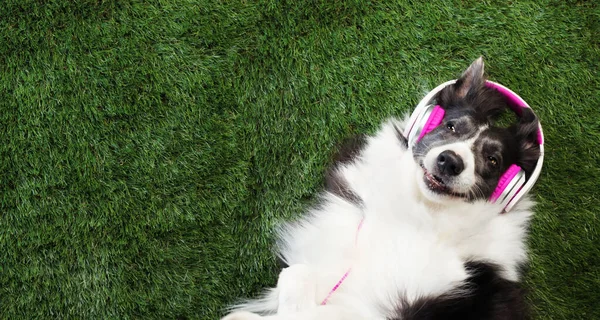 Szczęśliwy Pies Leżący Trawie Słuchający Muzyki — Zdjęcie stockowe