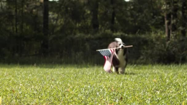 Σύνορα Σκυλί Collie Τρέχει Έξω Αργή Κίνηση Κρατώντας Την Αμερικανική — Αρχείο Βίντεο