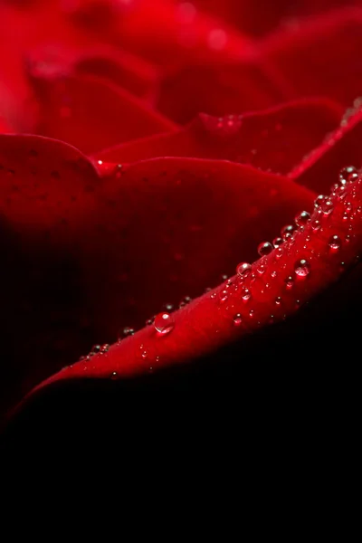 Red rose — Stock Photo, Image