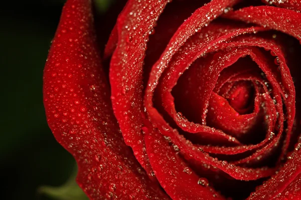 Tautropfen auf roter Rose — Stockfoto
