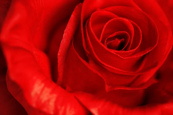 Primo piano di una rosa rossa — Foto Stock