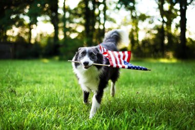 Dışarıda mutlu köpek oynama ve Amerikan bayrağı taşıyan