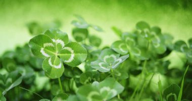 İyi şanslar, yonca otlağından dört yapraklı yonca. 4 yapraklı yoncanın nadir ve benzersiz bir keşfi şans, iyi şans ve refahı simgeler. Yeşil arka plan için yonca tarlası ya da Aziz Patrick Günü.