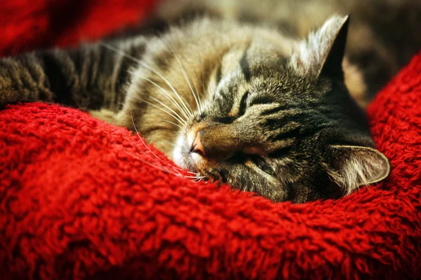 Super comfortabel kat op zachte rode deken — Stockfoto