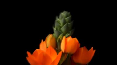 Yıldız Çiçek Zaman atlamalı