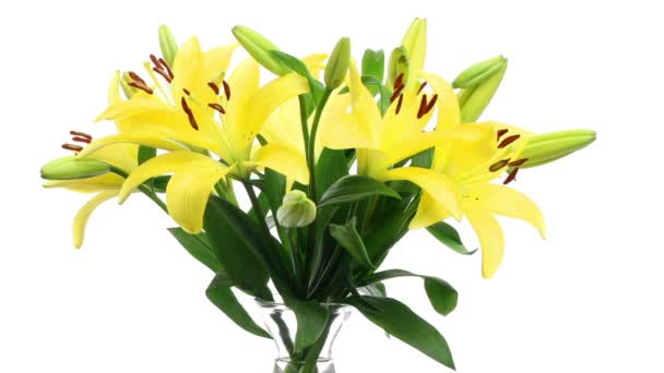 Yellow Lily Time-lapse — Stockvideo