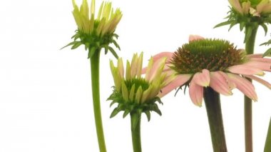 Echinacea çiçek hızlandırılmış