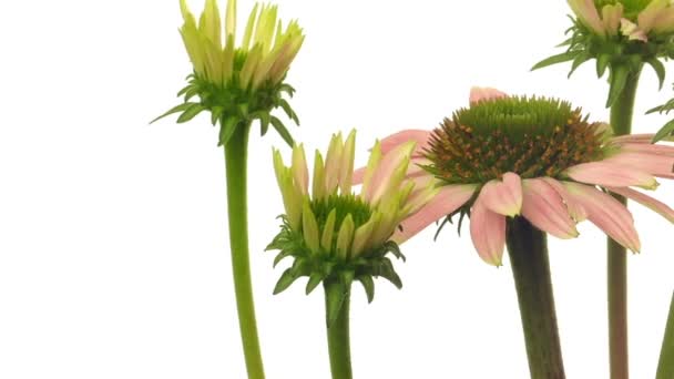 Echinacea çiçek hızlandırılmış — Stok video