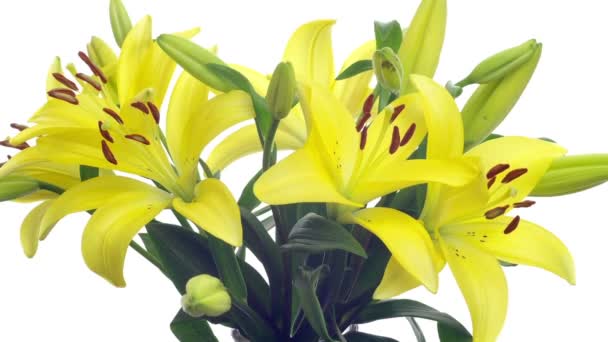 Amarelo Lily Time-lapse — Vídeo de Stock