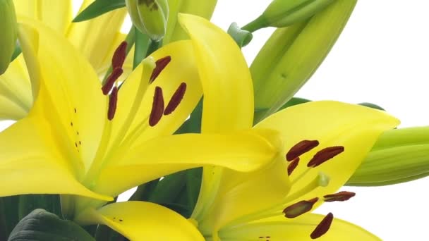 Yellow Lily Time-lapse — Stockvideo