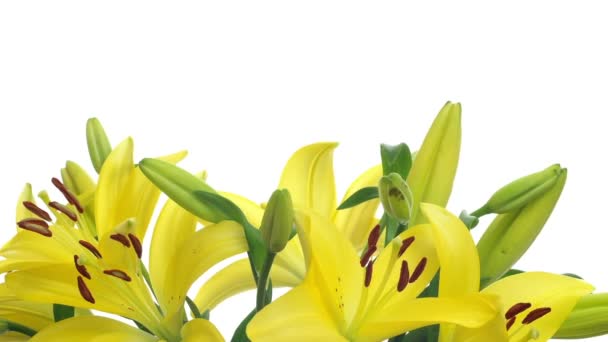 Желтая лилия — стоковое видео