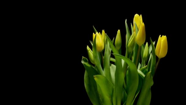 Tulipán květ Time-lapse — Stock video