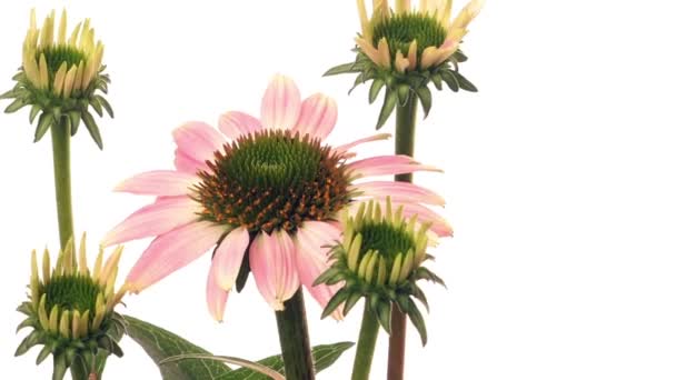 Echinacea-Blüten-Zeitraffer — Stockvideo