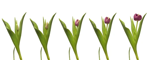 Single Tulip Time-lapse — Stock Photo, Image