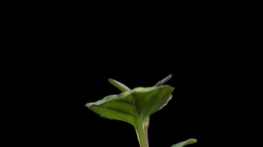 Nane fide hızlandırılmış