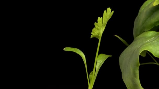 Cilantro o Cilantro Plántulas Time-lapse — Vídeos de Stock