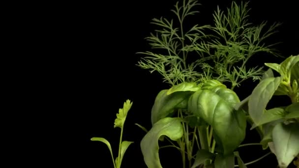 Jardin d'herbes Time-lapse — Video