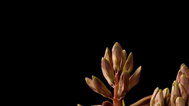 Fialové Hyacinth Time-lapse — Stock video
