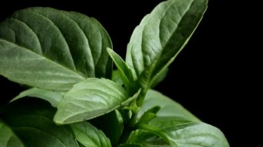 Tay fesleğen hızlandırılmış