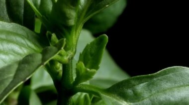 Tay fesleğen hızlandırılmış