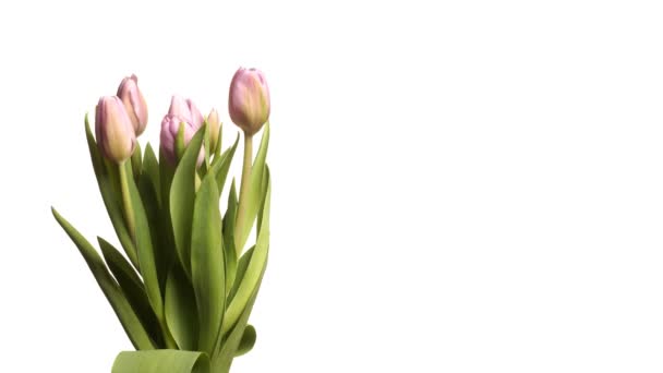 Tulipes violettes Time-lapse 