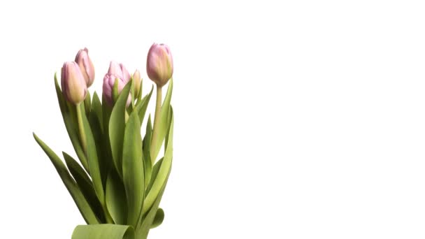 Tulipanes púrpura Time-lapse — Vídeo de stock